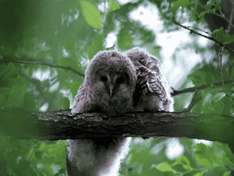 李先生夫妇成功案例